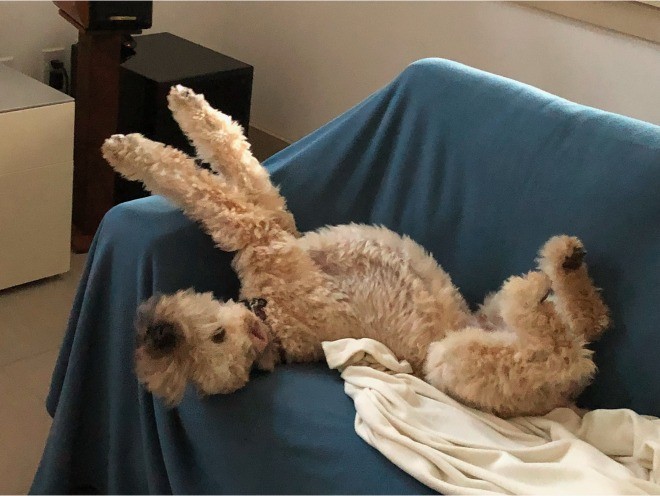 Baxter lying upside down on a blue couch with all four paws in the air