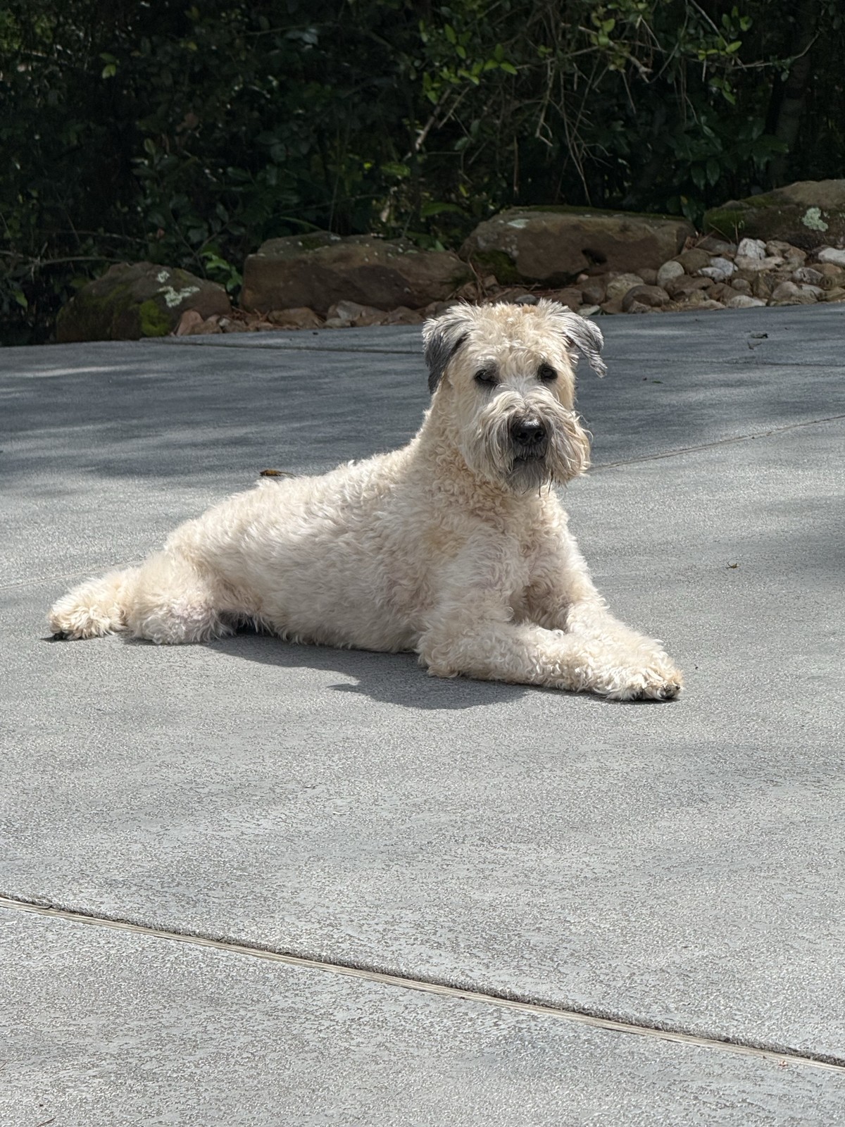 Baxter, a Wheaten Terrier, lying on a driveway outdoors and looking straight into the camera, with rocks and greenery behind him