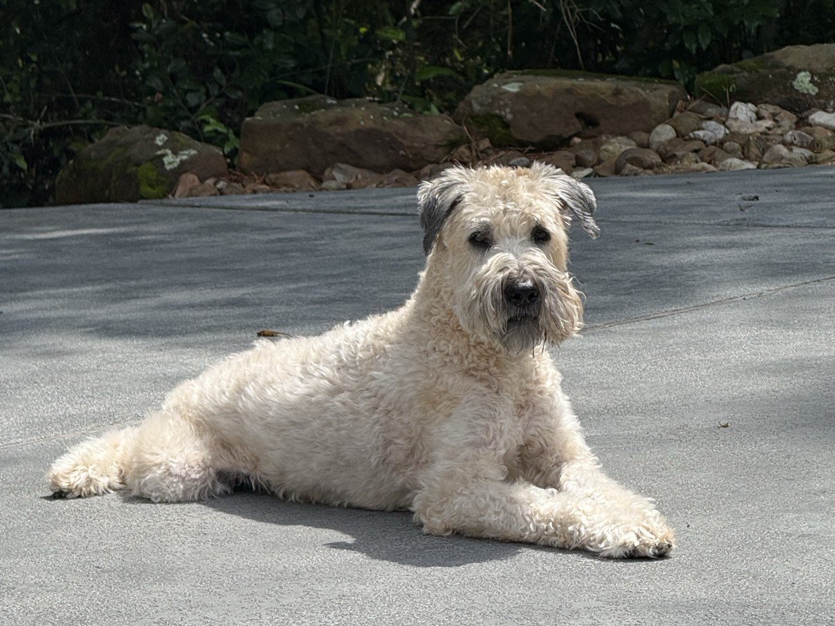 Baxter lying on a driveway outdoors and looking straight into the camera, with rocks and greenery behind him
