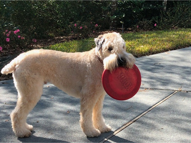 Baxter standing on a sidewalk in the sun, holding his red frisbee in his mouth