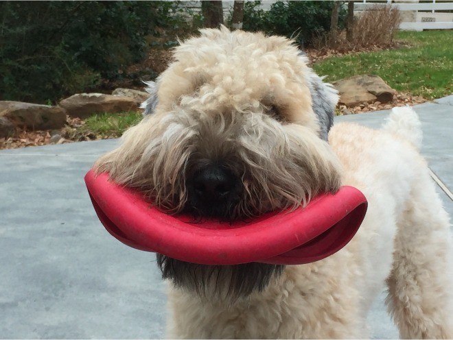 Baxter looking straight at the camera with a red frisbee folded in his mouth like a big grin