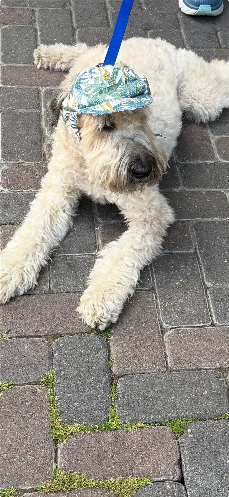 Baxter in a tropical-print cap, lying on brick pavers with his paws stretched out