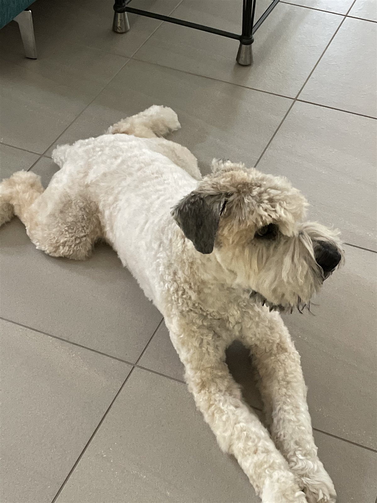 Baxter lying on a tile floor, head tilted up mid-greeting
