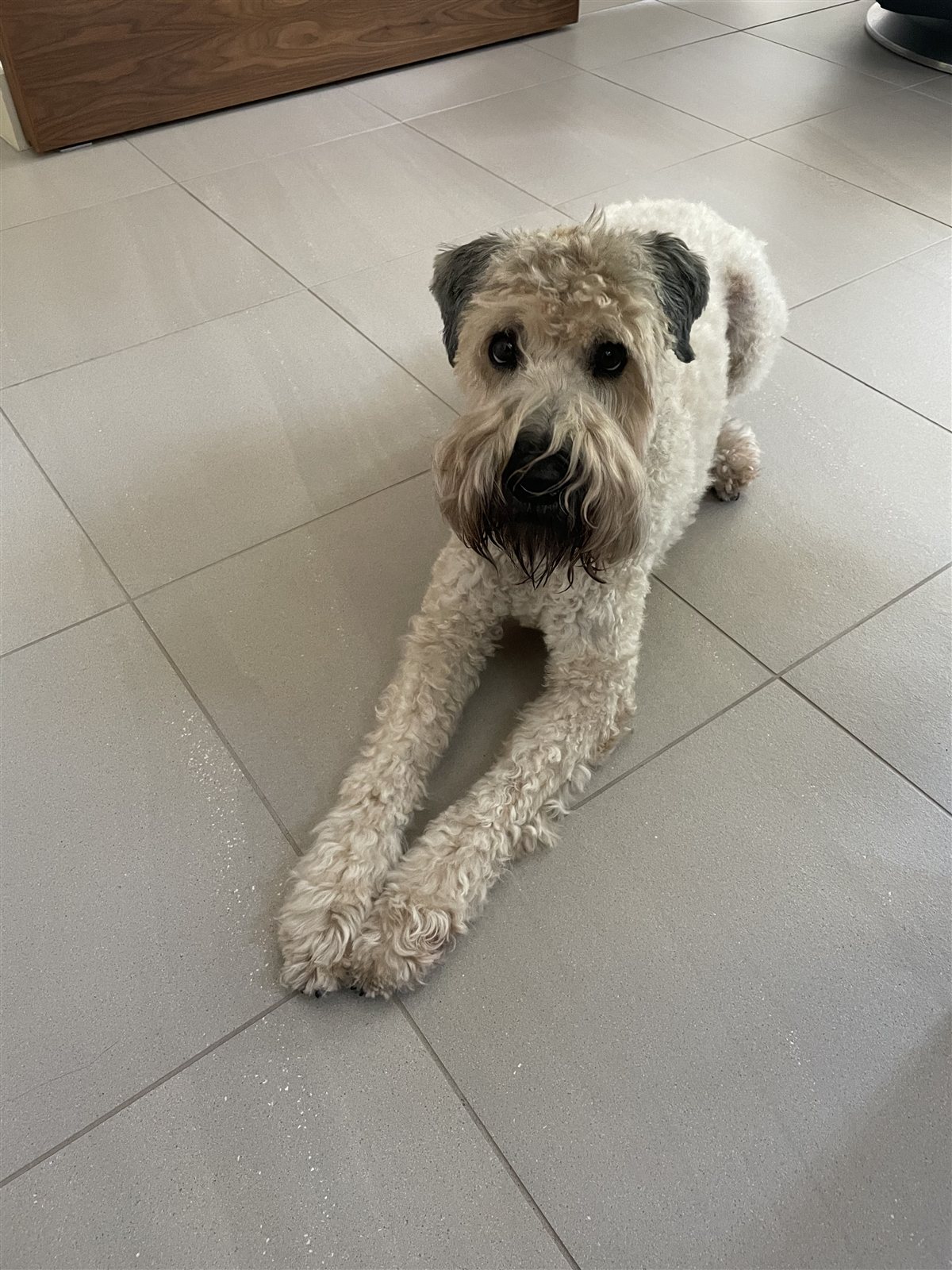 Baxter sitting on a tile floor, looking straight into the camera