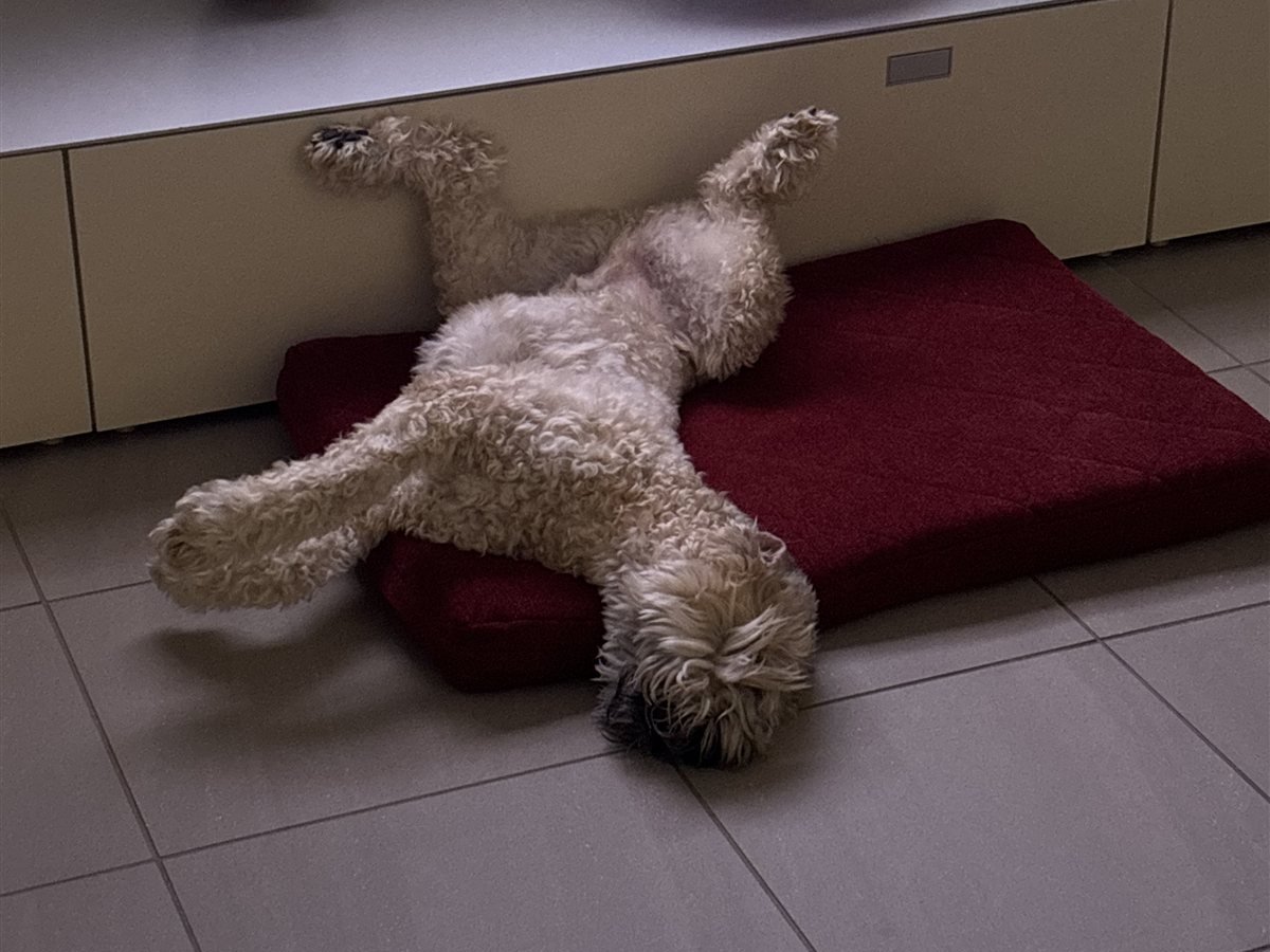 Baxter asleep on his red cushion, stretched out and completely at peace