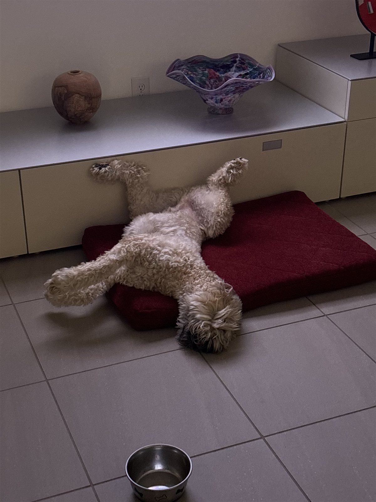 Baxter asleep on his red cushion, stretched out and completely at peace