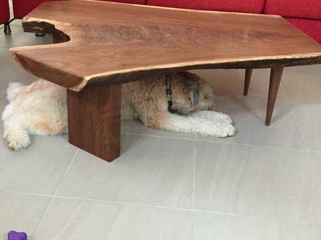 Baxter napping under a wooden coffee table